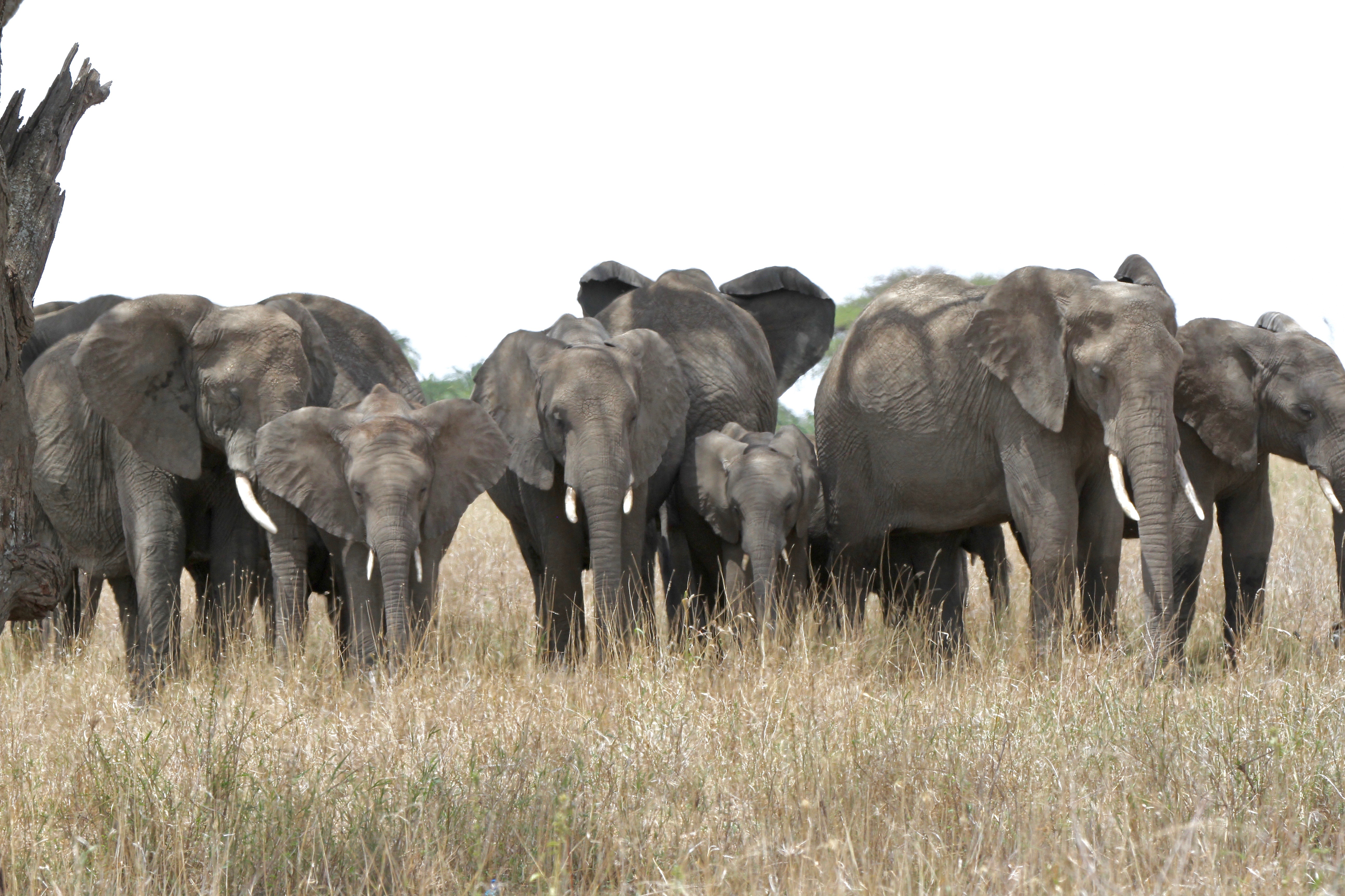 Wildlife in Tanzania
