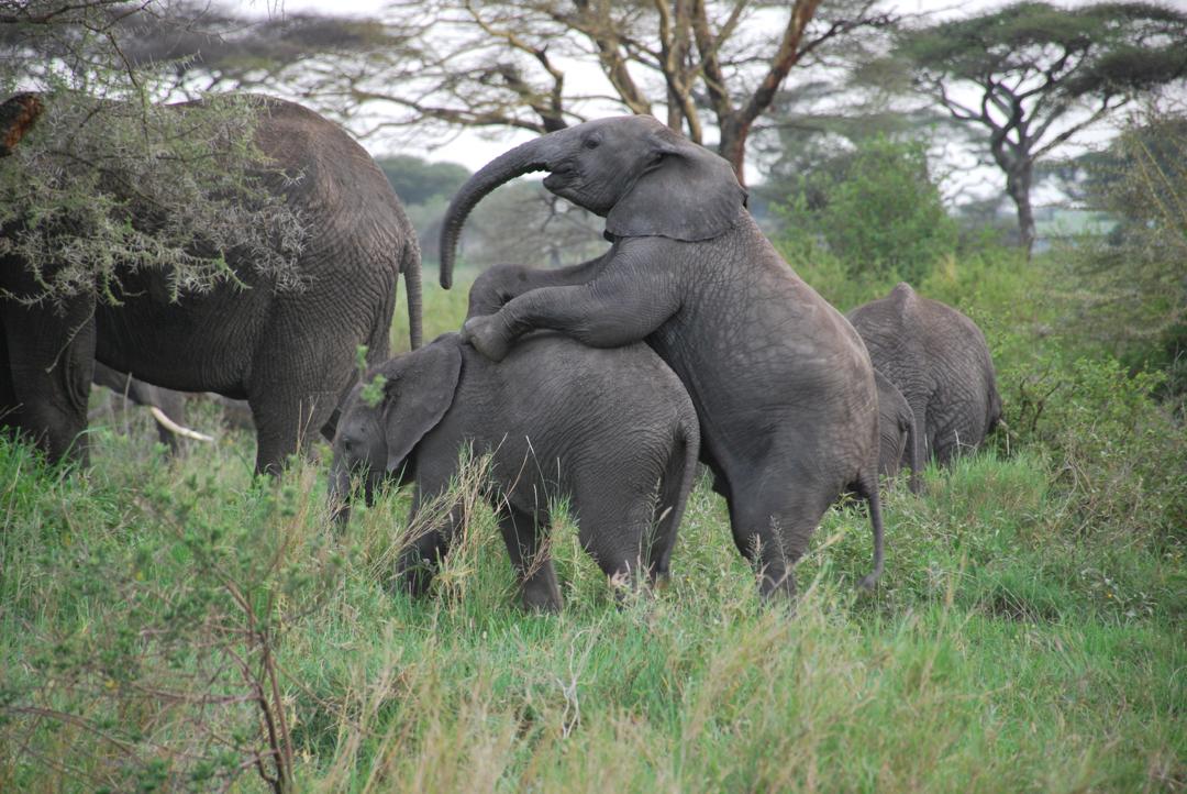 2 Days Lake Manyara & Ngorongoro Crater Safari