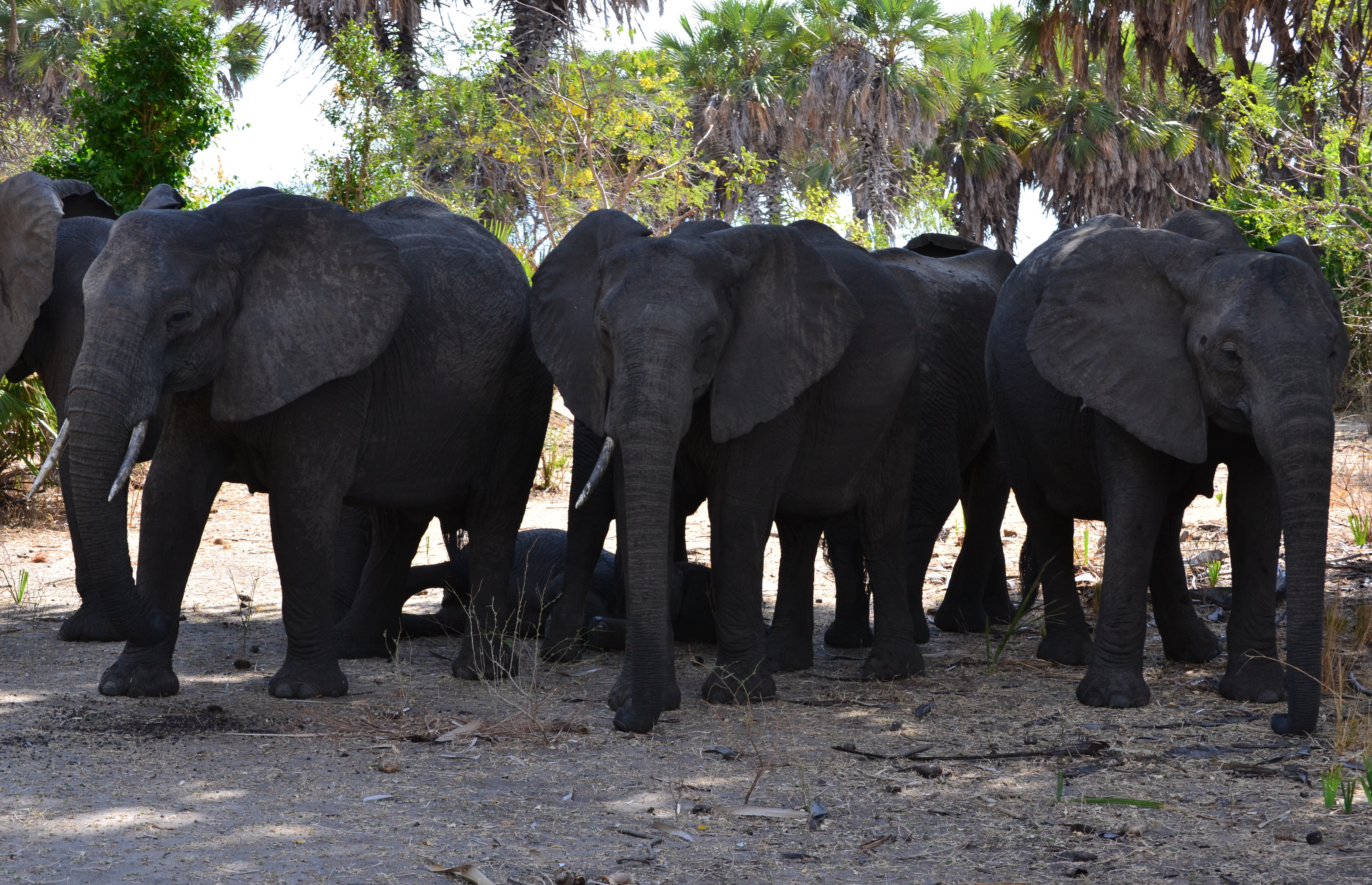 3 Days Nyerere National Park Adventure